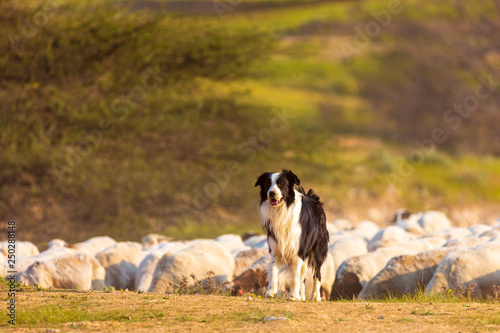 Foto One mature border collie