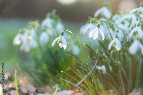 märchenhaft anmutende Schneeglöckchen leuchten in der ersten Frühlingssonne © Evelyn Kobben