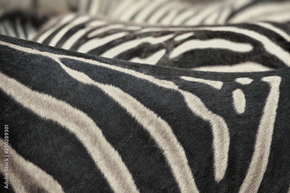 Zebras. Zebras.