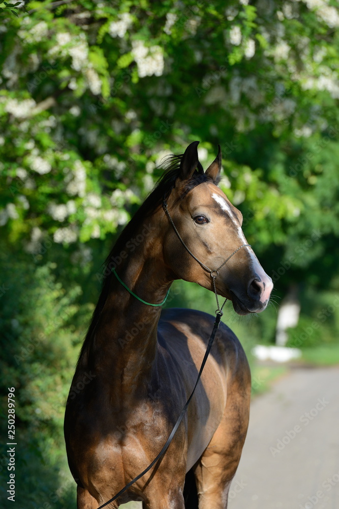 Obraz premium Portrait of a buckskin Akhal Teke stallion standing in the shade of lilac treesi n show halter. Vertical, front view. 
