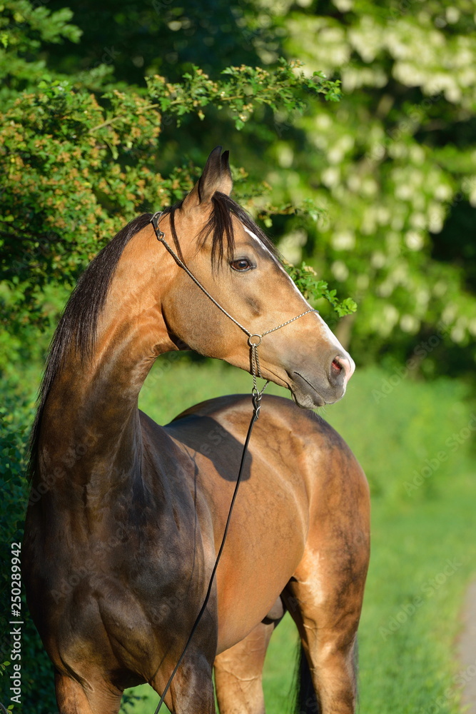 Obraz premium Portrait of a buckskin Akhal Teke stallion standing in the shade of lilac treesi n show halter. Vertical, front view.