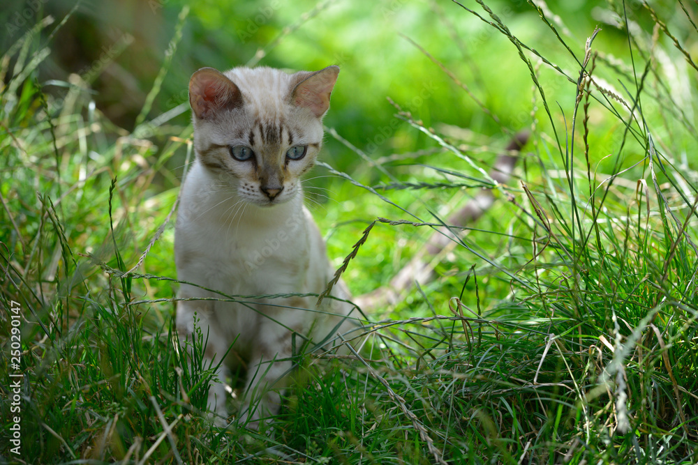 Cute white kitten sitting in the tall grass in summer. Horizontal, front view, portrait. Cute white kitten sitting in the tall grass in summer. Horizontal, front view, portrait.