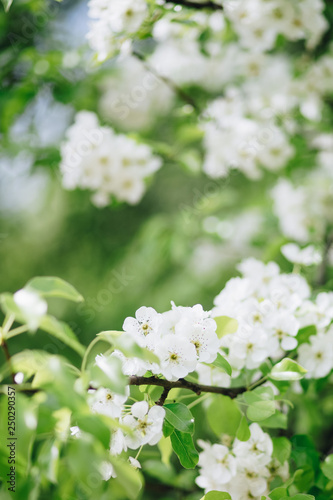 White blossom on a pear tree