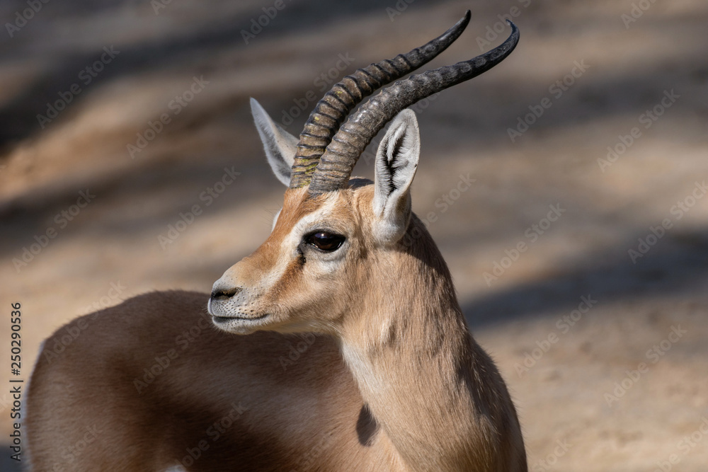 Retrato de una gacela dorcas