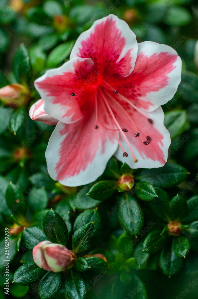 white, pink flower, lily white, pink flower, lily