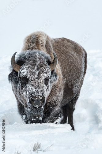 Bison in Yellowstone National Park during winter