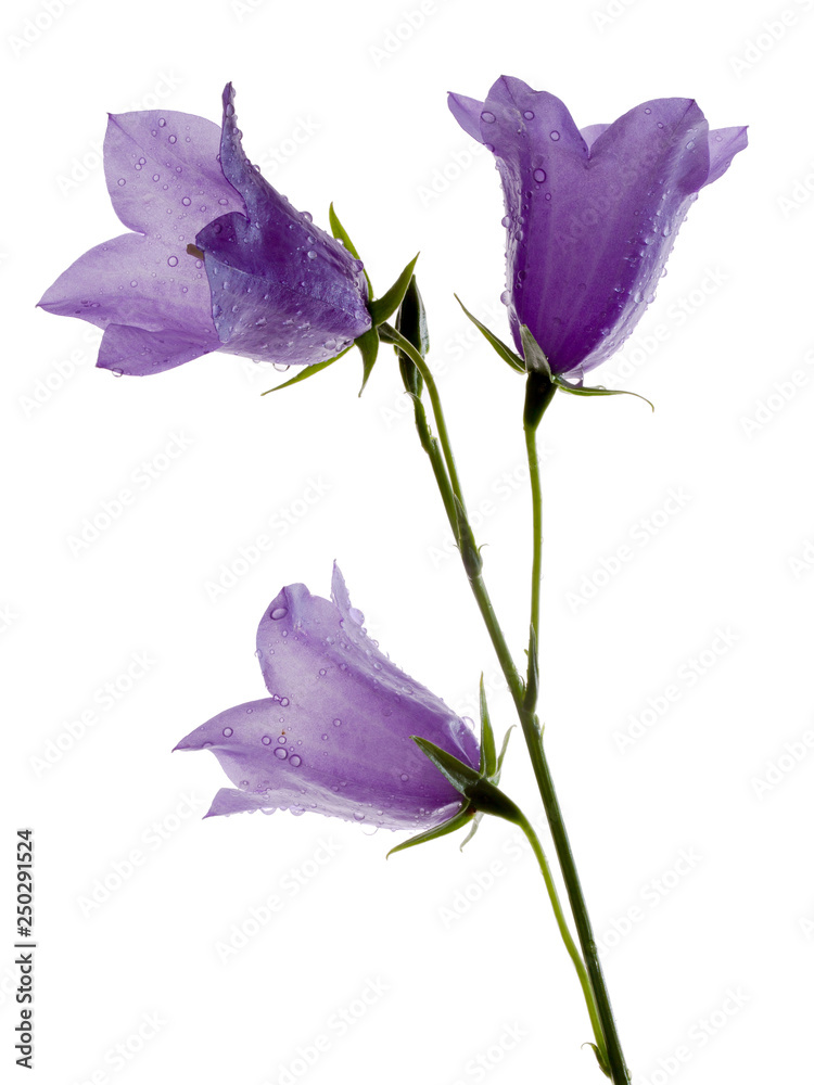 blue flower isolated on white background blue flower isolated on white background