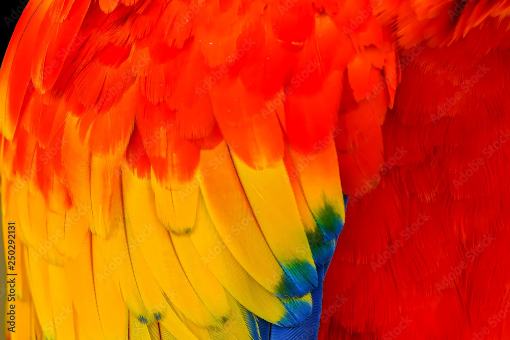 Fototapeta premium Scarlet Macaw Feathers Close Up