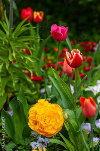 yellow  red  pink flower  tulip