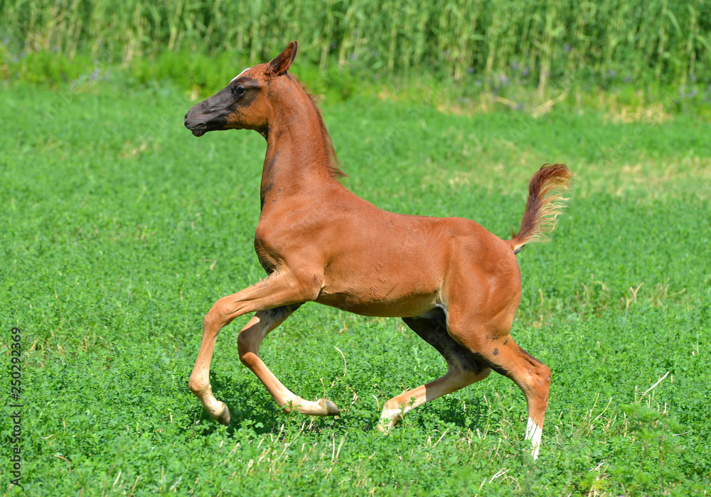 Young Akhal Teke foal happily runs in the green meadow in summer. Horizontal, side view, in motion. Young Akhal Teke foal happily runs in the green meadow in summer. Horizontal, side view, in motion.