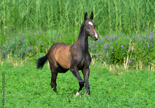 Black Akhal Teke foal with blue eyes runs in the meadow with blue flowers. Horizontal, sideways, in motion.