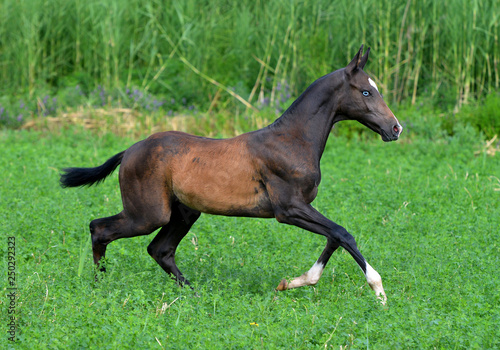 Black Akhal Teke foal with blue eyes runs in the meadow with blue flowers. Horizontal, side view, in motion.
