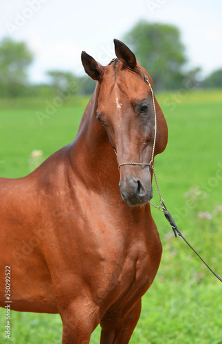 Portrait of chestnut Akhal Teke stallion posing in show chain halter in the field. Vertical, side view, close up.