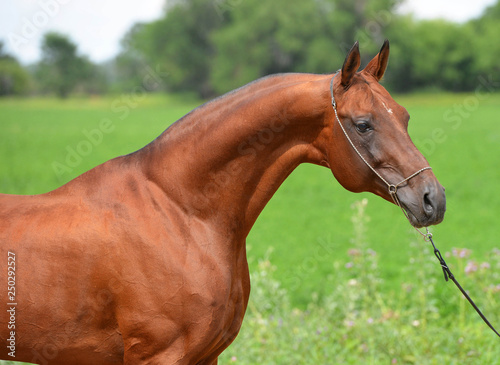 Portrait of chestnut Akhal Teke stallion posing in show chain halter in the field. Horizontal, side view, close up.