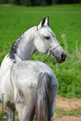 Portrait of a grey Akhal Teke stallion looking back in show chain halter. Vertical, close up, view from the back.