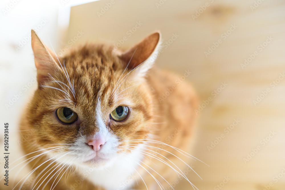 Portrait of a ginger domestic cat in the studio on a wooden background.