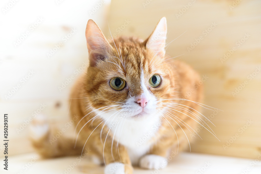 Portrait of a ginger domestic cat in the studio on a wooden background.