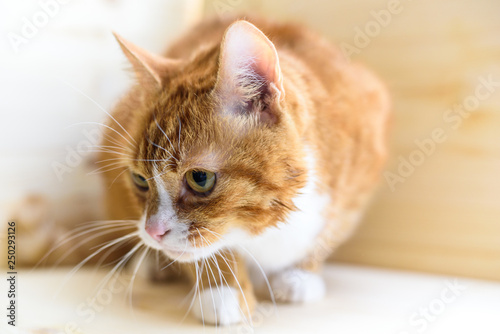 Portrait of a ginger domestic cat in the studio on a wooden background. © shymar27