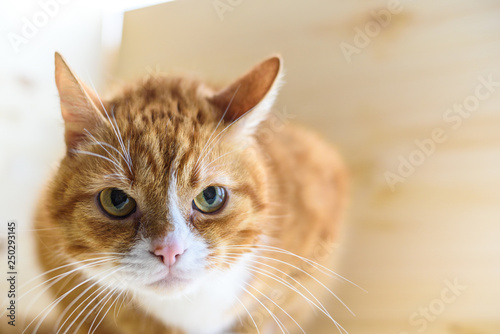 Portrait of a ginger domestic cat in the studio on a wooden background.