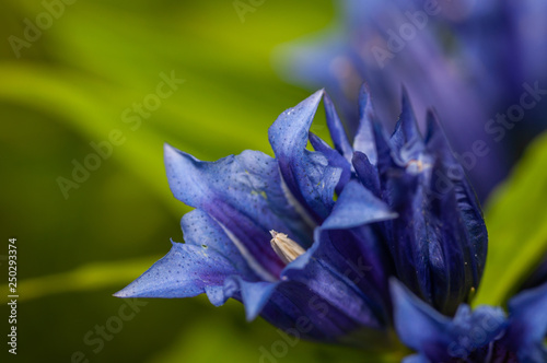 blue flower, stemless gentian