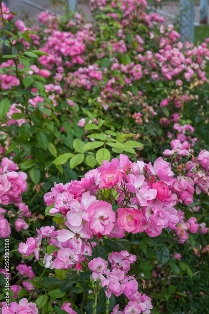 pink, white flower, rose