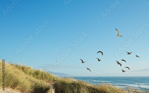 Seagulls at the coast