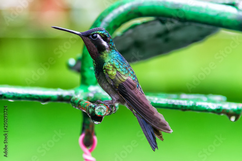 Green shiny glossy hummingbird Green-crowned Brilliant, Heliodoxa jacula from Costa Rica flying. photo