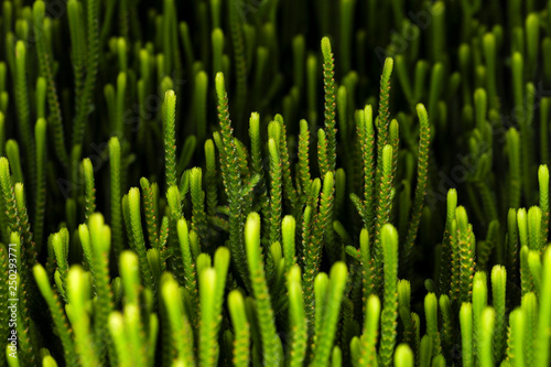 Closeup texture of green succulent plant, houseplan, background image of Crassula Muscosa Succulent.   Shallow DOF photo