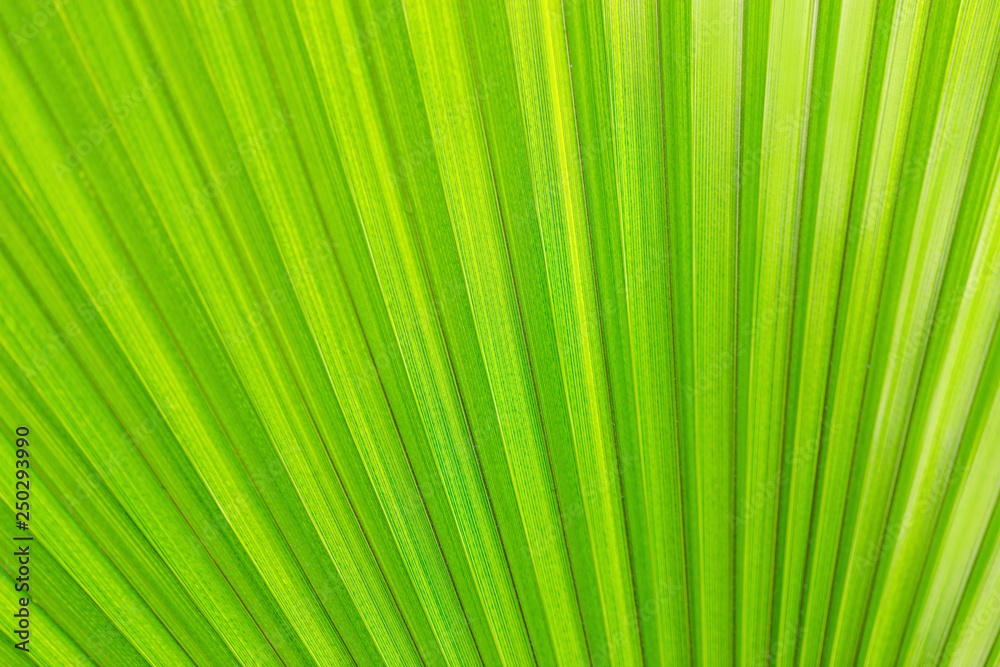 texture of green exotic palm leaves, background image texture of green exotic palm leaves, background image
