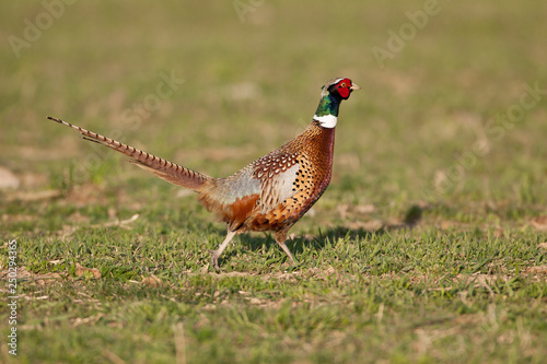 Ringneck pheasant