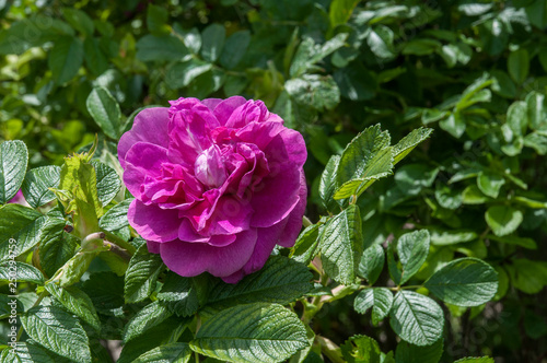 pink flower, rose
