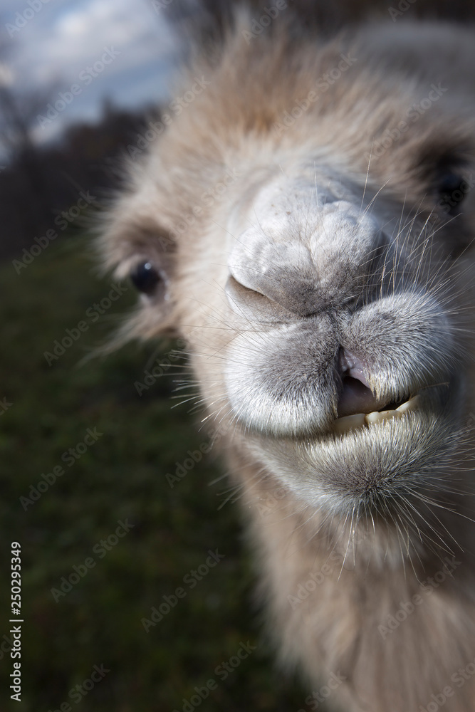 Fototapeta premium Portrait of a camel