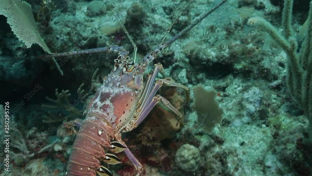 Crayfish crawling on the ground underwater shot during scuba dive on the island Antigua