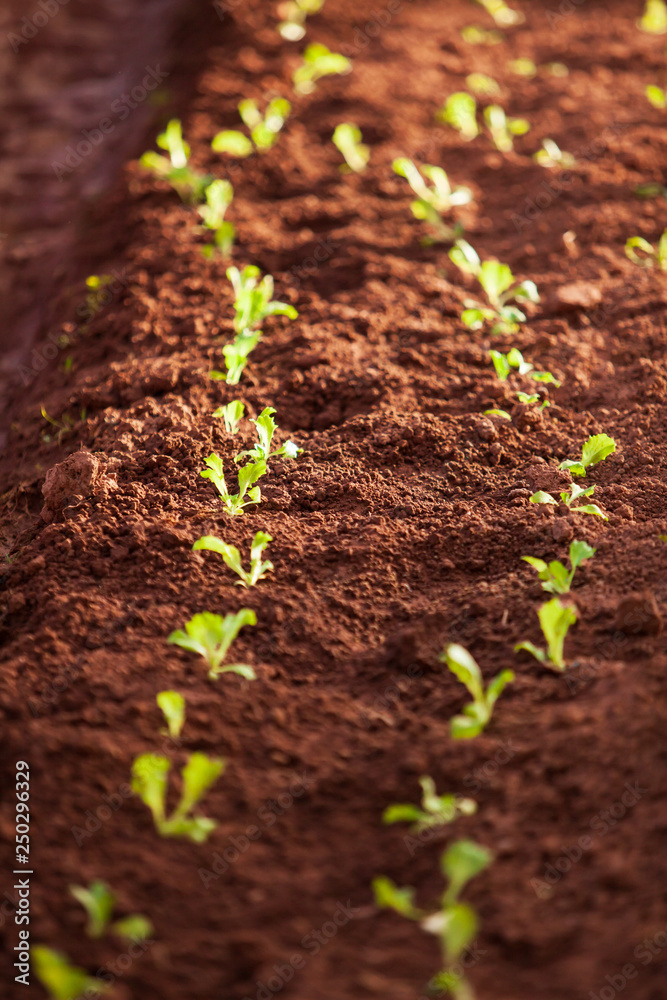 Organic vegetables in a nursery greenhouse. Organic vegetables in a nursery greenhouse.