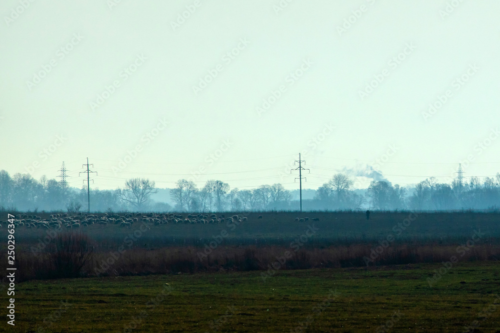 shepherd with a flock of sheep on the field in the early foggy morning