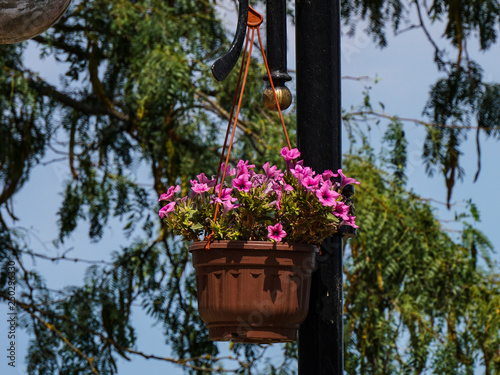 Flowers hanging on a street lamp in the old fortress of the city of Derbent. Create a festive atmosphere in the open-air museum