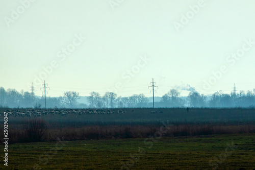 shepherd with a flock of sheep on the field in the early foggy morning