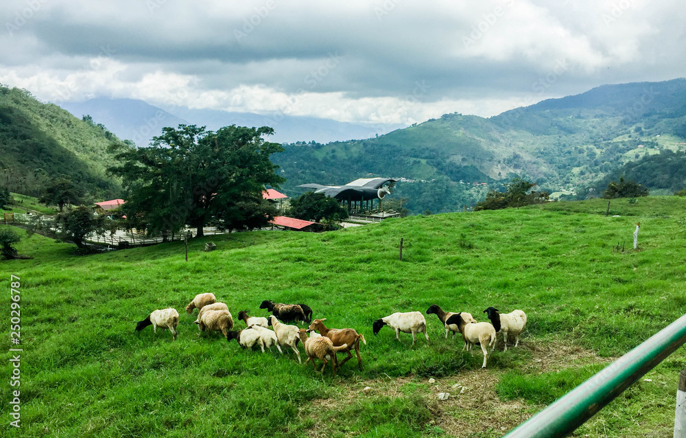 sheep on mountain pasture