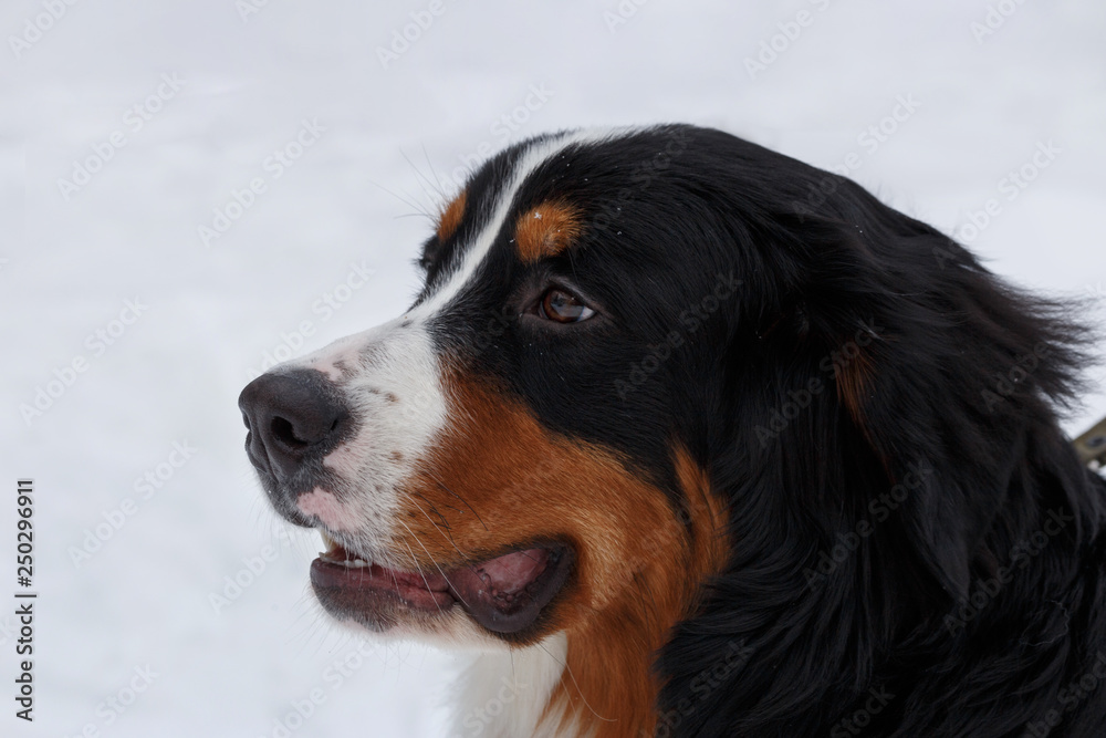 Cute puppy berner sennenhund close up. Bernese mountain dog or bernese cattle dog.