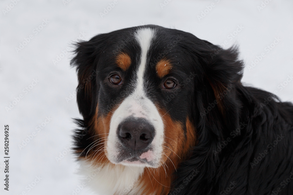 Cute puppy berner sennenhund is looking at the camera. Bernese mountain dog or bernese cattle dog.
