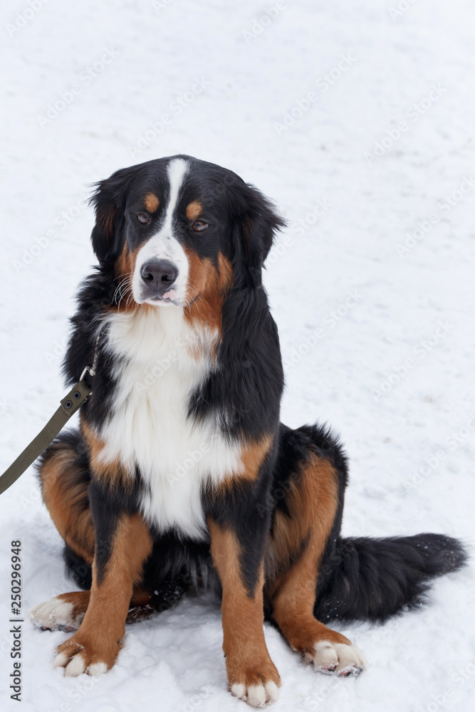 Cute puppy berner sennenhund is sitting on the white snow. Bernese mountain dog or bernese cattle dog.