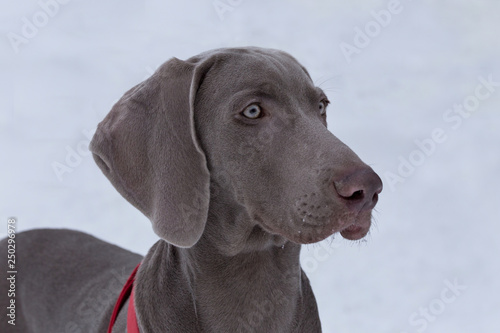 Cute short-haired weimaraner vorstehhund is standing on the white snow. Pet animals.