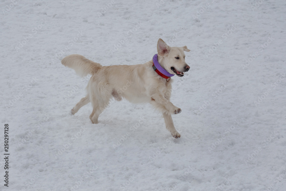 Cute golden retriever is running on the white snow. Pet animals.