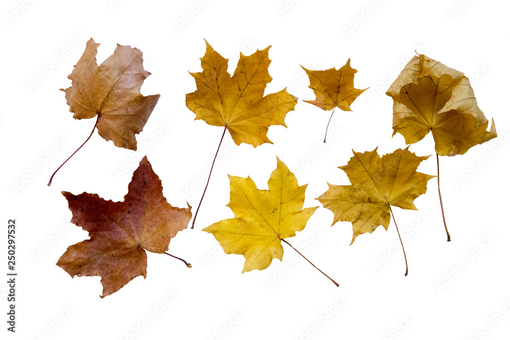 Obraz premium maple leaves