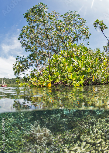 Fototapeta Naklejka Na Ścianę i Meble -  Under over of mangroves in Raja Ampat