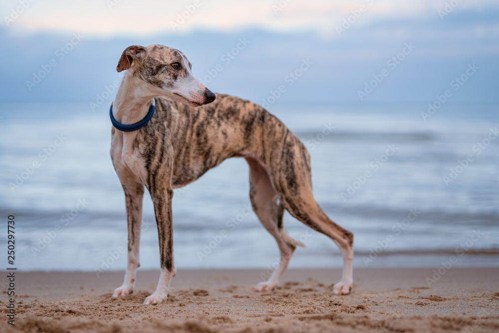 edler Windhund (Whippet) mit blauem Halsband allein am Strand Stock Photo |  Adobe Stock