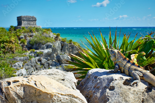 Iguana in the sun admiring the beautiful view of Tulum. In the background, Mayan ruins, and Caribbean coast.