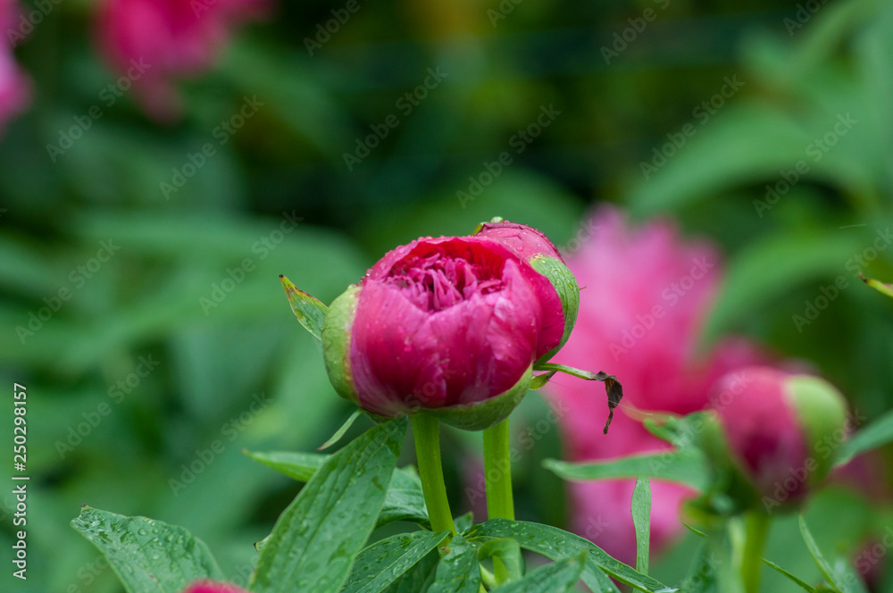 pink flower, rose pink flower, rose