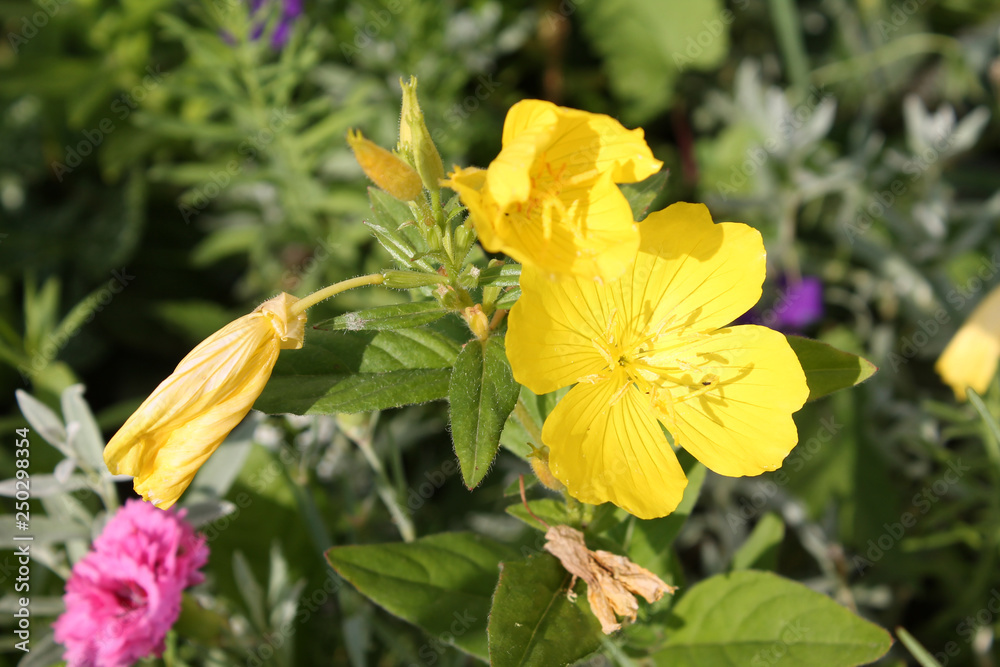 Yellow flowers of Oenothera biennis (Common Evening primrose) in garden