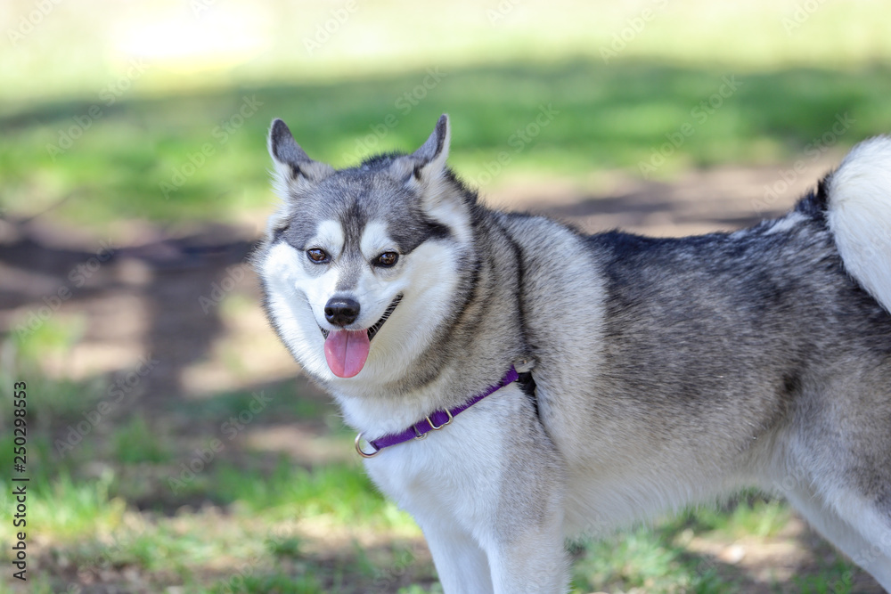 Alaskan Klee Kai